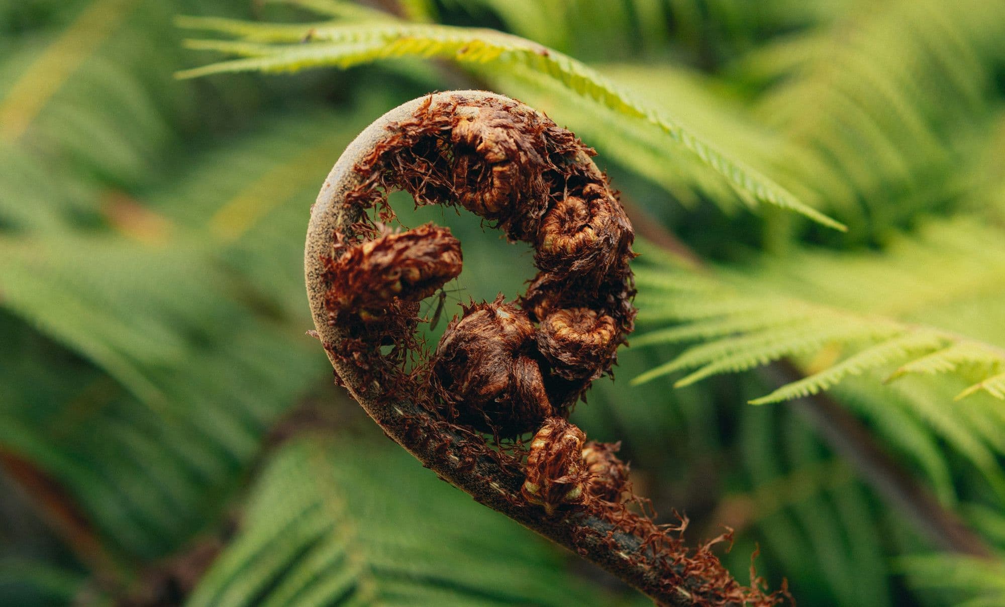 Te Ao Mārama: Disability Perspectives of Tāngata Whaikaha Māori